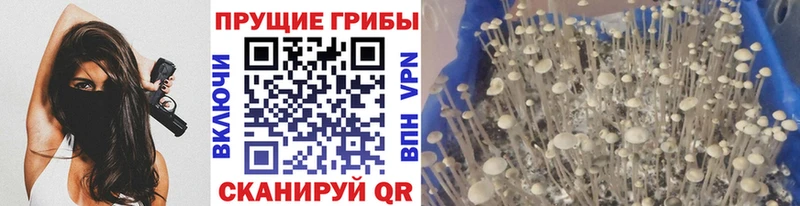 Галлюциногенные грибы Psilocybe Владимир